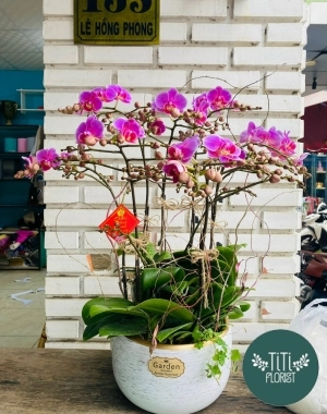 Chậu lan để bàn tông tím 