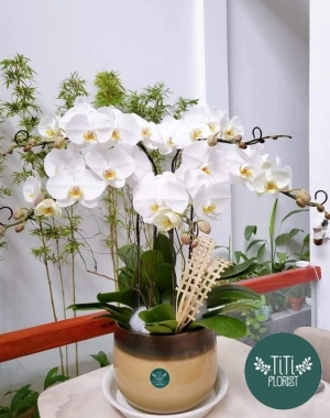 Lan hồ điệp trắng 