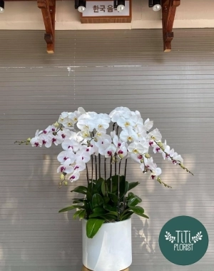 Lan hồ điệp trắng chậu tròn 