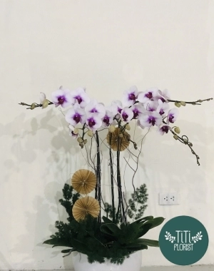 Lan hồ điệp trắng tím 