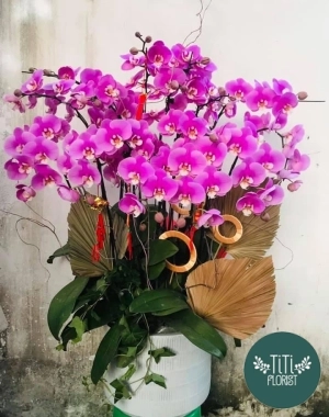 Lan hồ điệp tím mộng mơ 