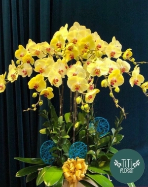 Lan hồ điệp vàng 