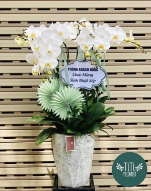 Lan hồ điệp trắng khai trương 