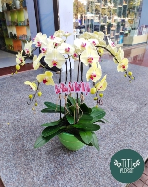 Lan hồ điệp vàng xinh