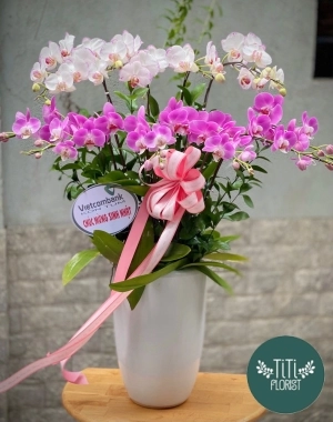 Lan hồ điệp tím trắng 