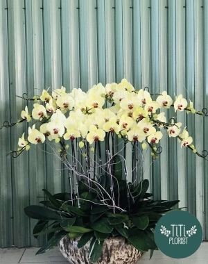 Lan hồ điệp vàng chậu lớn 