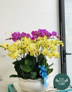 Lan hồ điệp chậu vàng tím 