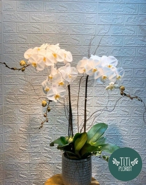 Lan hồ điệp trắng 4 cành