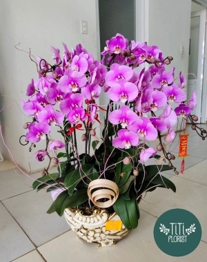 Lan hồ điệp mừng khai trương