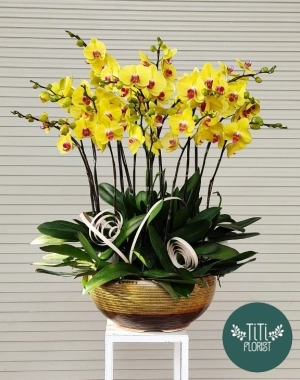 Lan hồ điệp vàng khai trương