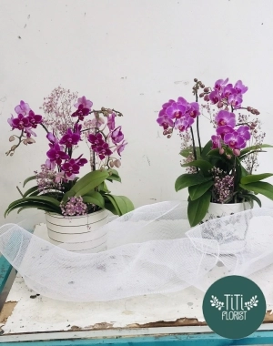 Lan hồ điệp 2 chậu tím 