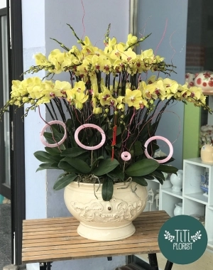 Lan hồ điệp vàng hội nghị 