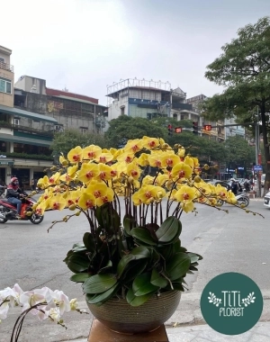 Lan hồ điệp vàng tươi