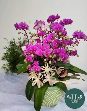 Lan hồ điệp giá rẻ