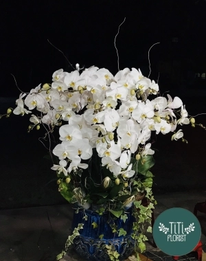 Chậu lan hồ điệp trắng 