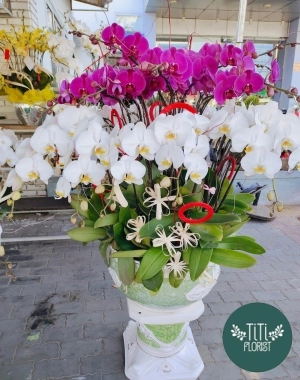 Chậu lan hồ lan điệp 