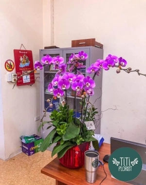 Chậu lan văn phòng 