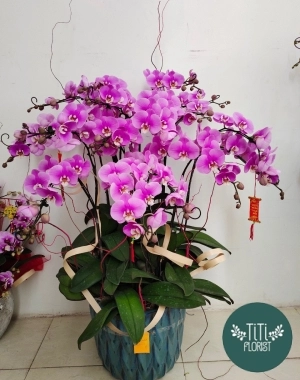 Chậu lan hồ điệp tím 