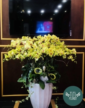 Chậu lan hồ điệp vàng chậu trắng 