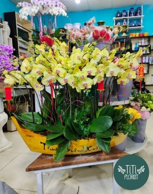 Chậu lan hồ  điệp thuyền vàng 