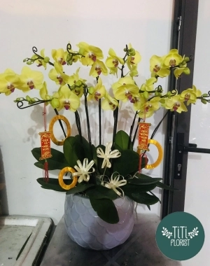 Chậu lan hồ  điệp vàng 