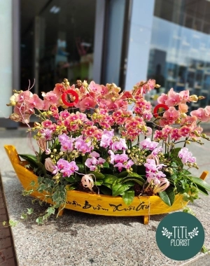 Thuyền lan hồ điệp  cao cấp 