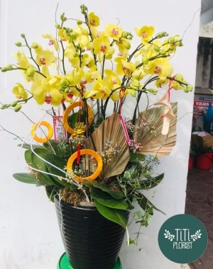 Chậu hoa lan vàng đẹp 