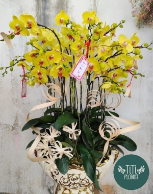 Hoa lan hồ điệp vàng  đẹp 