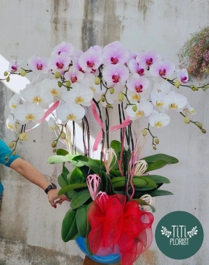 Chậu hoa lan hồ điệp trắng