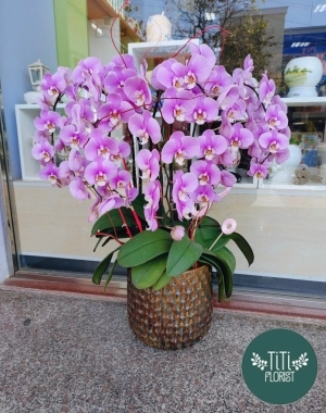 Chậu hoa lan hồ điệp tím 