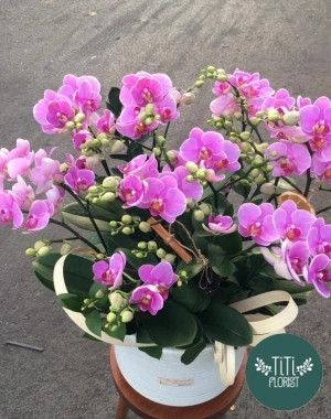 Hoa lan hồ điệp tím cao cấp