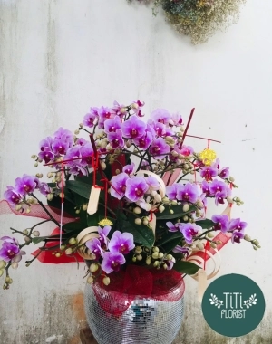 Chậu hoa lan hồ điệp trang trí 