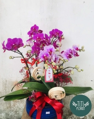 Hoa lan hồ điệp tím 