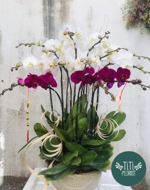 Lan hồ điệp Kon Tum 