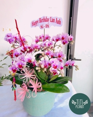 Hoa lan hồ điệp sinh nhật