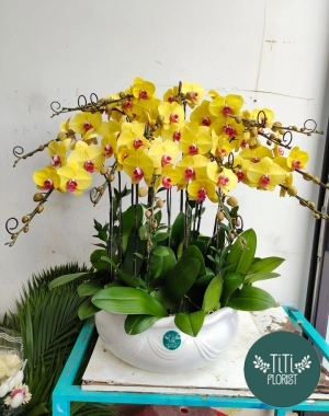 Chậu hoa lan hồ điệp vàng sinh nhật