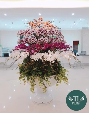 Chậu hoa lan hội nghị 
