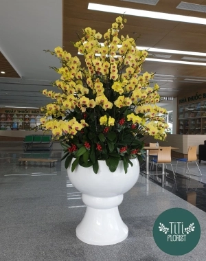 Chậu hoa lan hồ điệp lớn hội nghị 