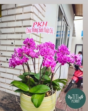 Chậu lan hồ điệp để bàn nhỏ xinh