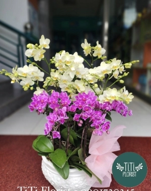 Chậu lan hồ điệp để bàn xinh