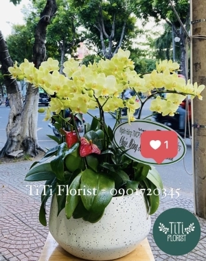 Chậu lan hồ điệp xanh cốm tươi tắn