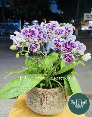 Chậu lan hồ điệp để bàn 