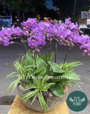 Chậu lan hồ điệp để bàn màu tím