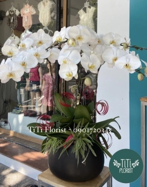 Chậu lan hồ điệp trắng lớn