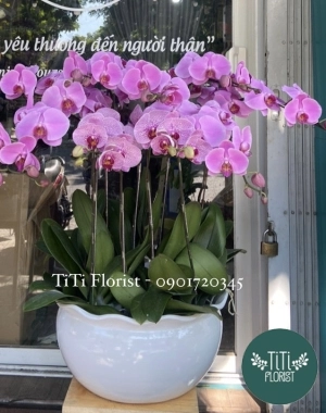 Chậu lan hồ điệp hồng lớn