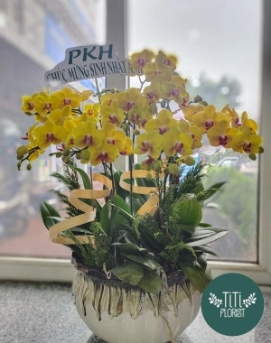 Chậu lan hồ điệp mừng sinh nhật