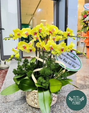 Chậu lan hồ điệp vàng để bàn 