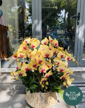 Chậu lan vàng sẫm sang trọng