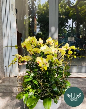 Chậu lan vàng tươi bắt mắt