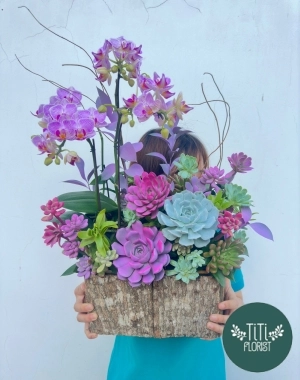 Chậu hoa sen đá - lan 